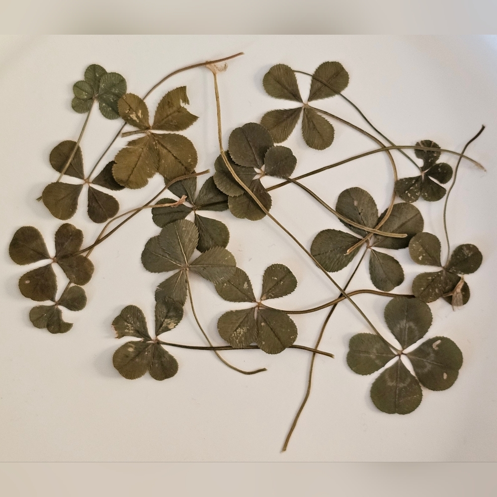 1 pc REAL 4 leaf clover 🍀 🍀 4 leaf clover 🍀 🍀